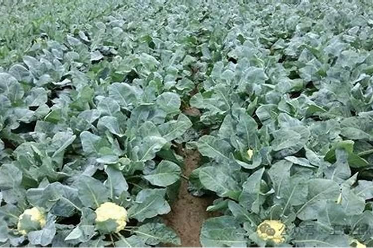花椰菜施什么肥好 花椰菜的施肥技术要点
