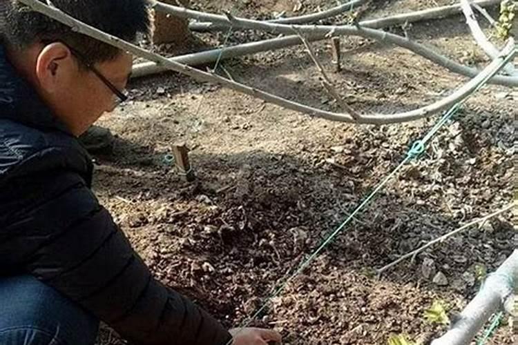 植物营养液如何使用