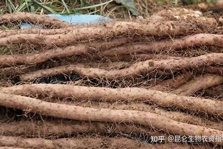 尿素是氮肥还是磷肥