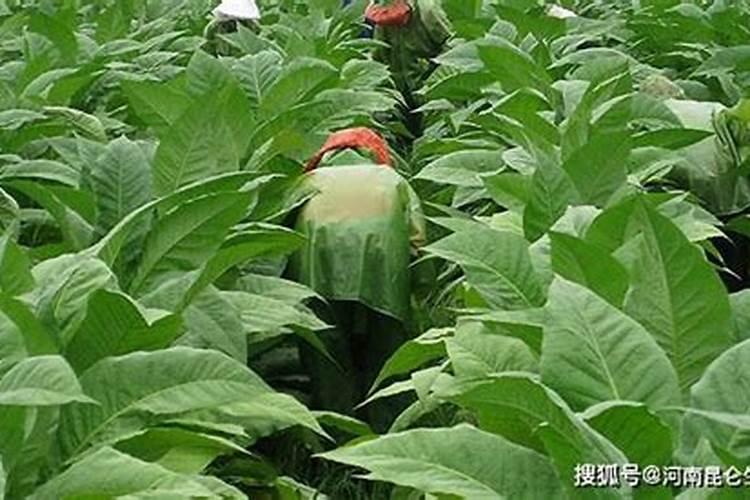 烟叶不落黄喷什么药