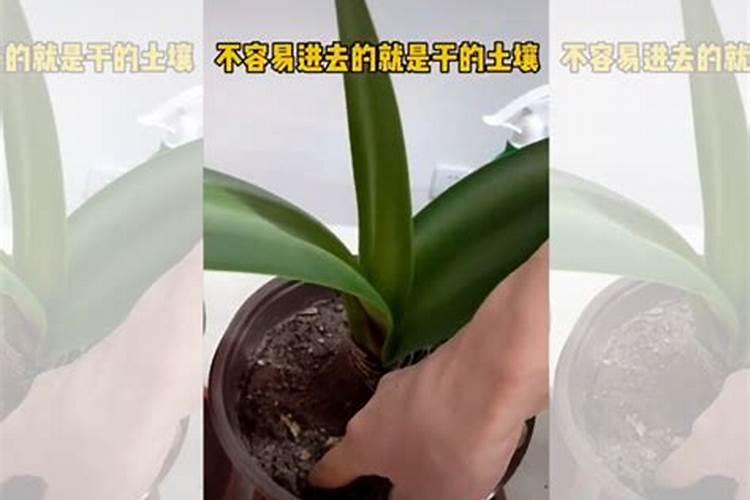 百合种球这样种,保你养出又大又美的百合花