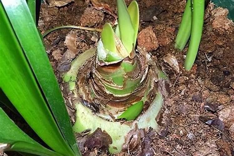 球根花卉需要施什么肥