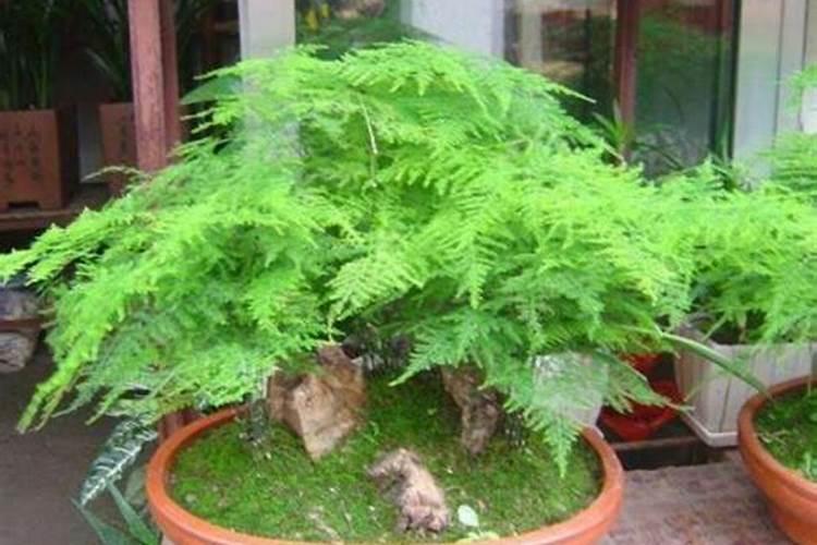 文竹施什么肥最好