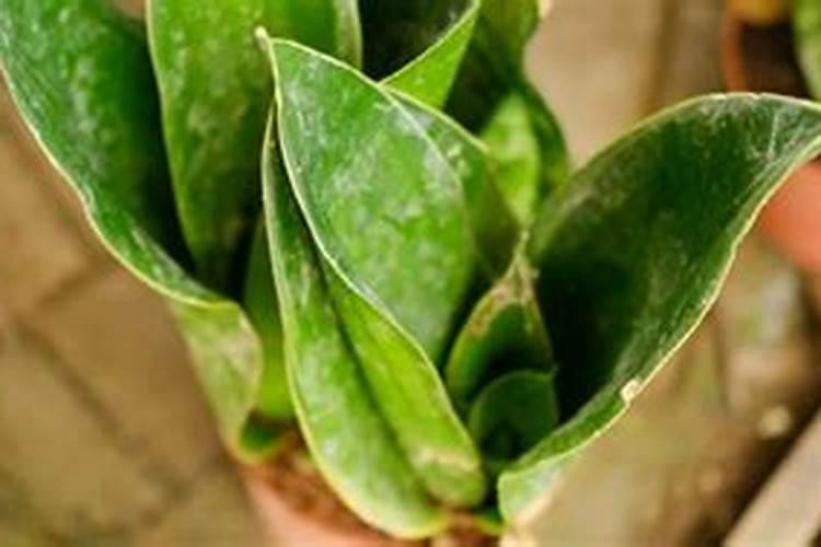 氢氧化钾与碳酸反应的化学方程式