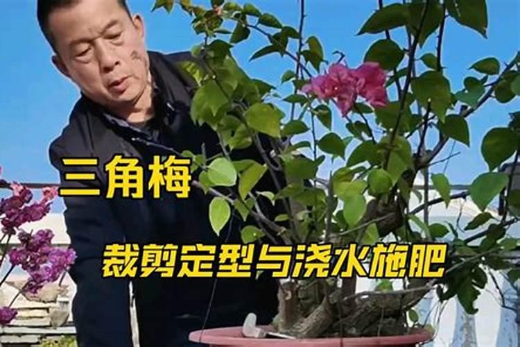 养花的氮肥有哪些