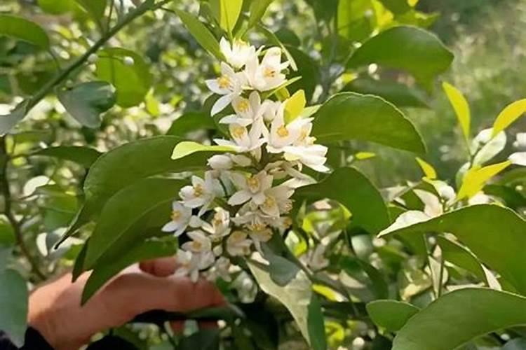 惠州御景华城三期可园小区周边配套怎么样？