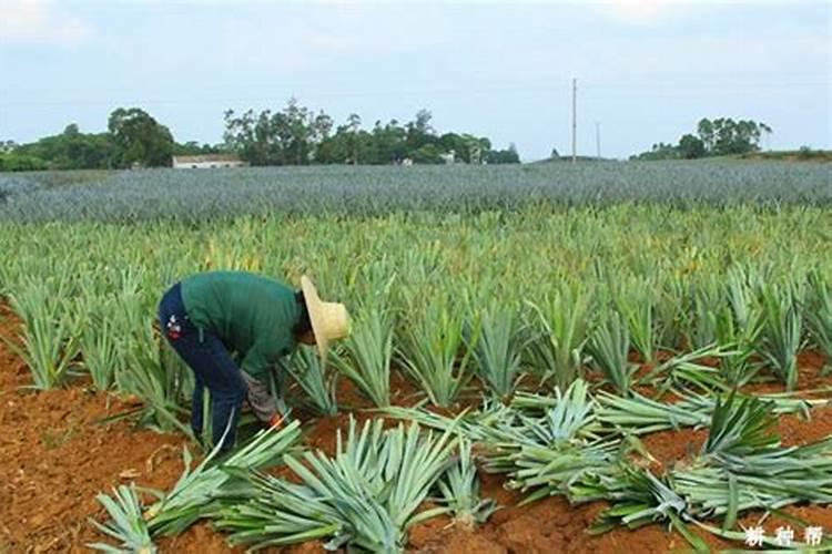 有机肥为什么能提高光合作用的效率