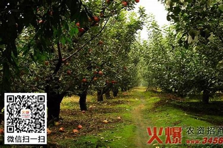 夏季多肉小苗怎么养护