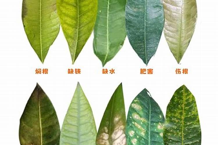 矿源黄腐酸钾的正确使用方法