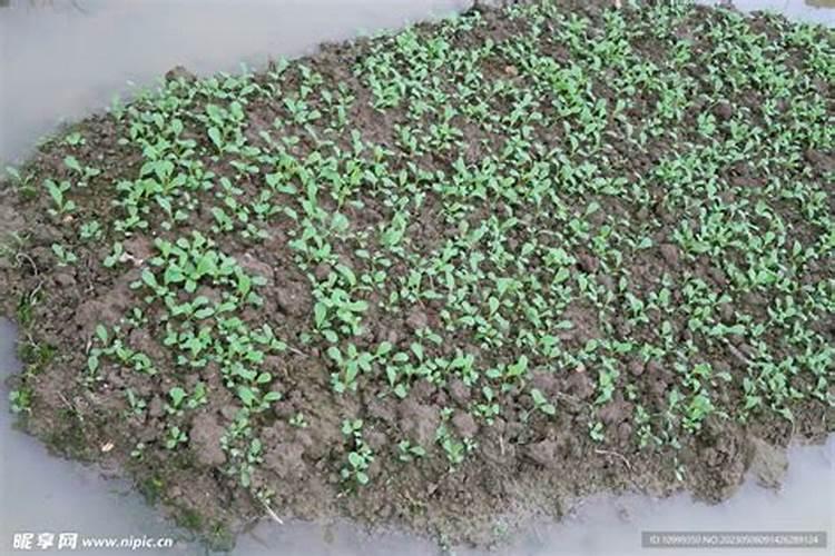 家里养的竹子用什么肥料最好