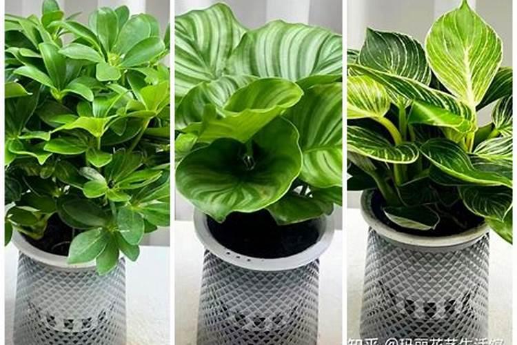 磷肥可以种什么菜