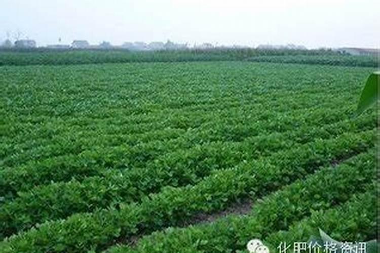 含磷高的肥料有哪些