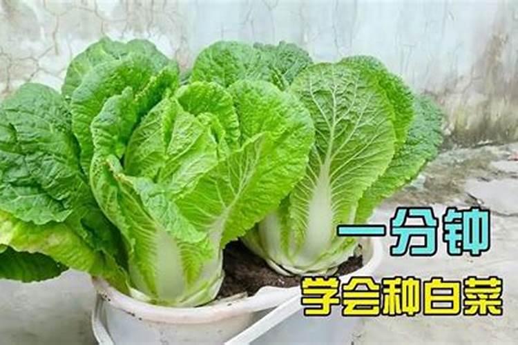 施什么肥白菜长的最茂盛