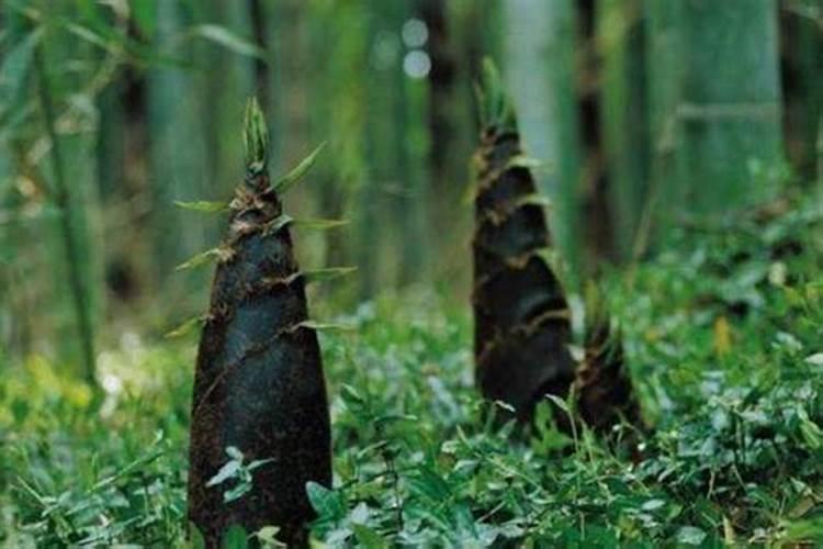 麻竹笋如何种植及管理
