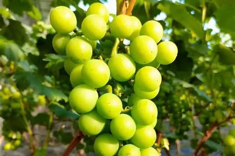 糖醇钙与螯合钙区别