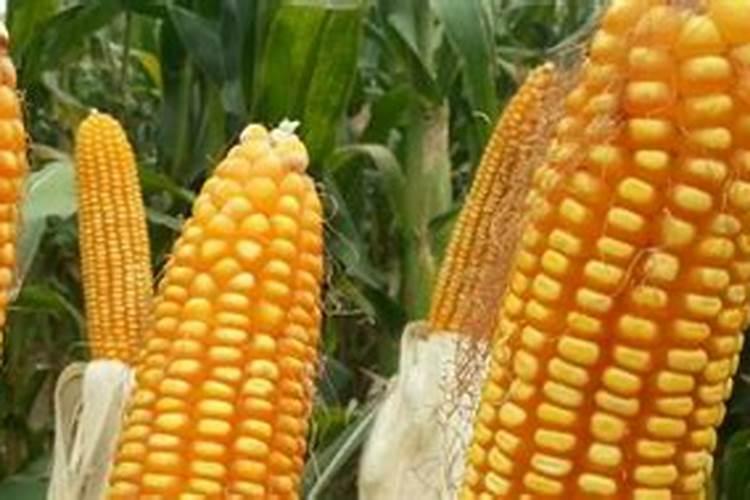 控旺药和杀菌剂能混用吗 杀菌剂的分类和作用