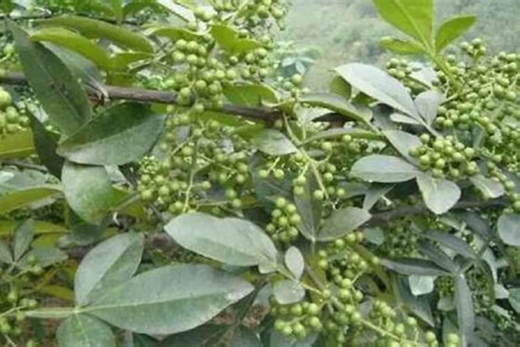 花椒叶面肥多久打好