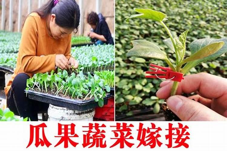 种植大豆需要上多少肥都上什么肥