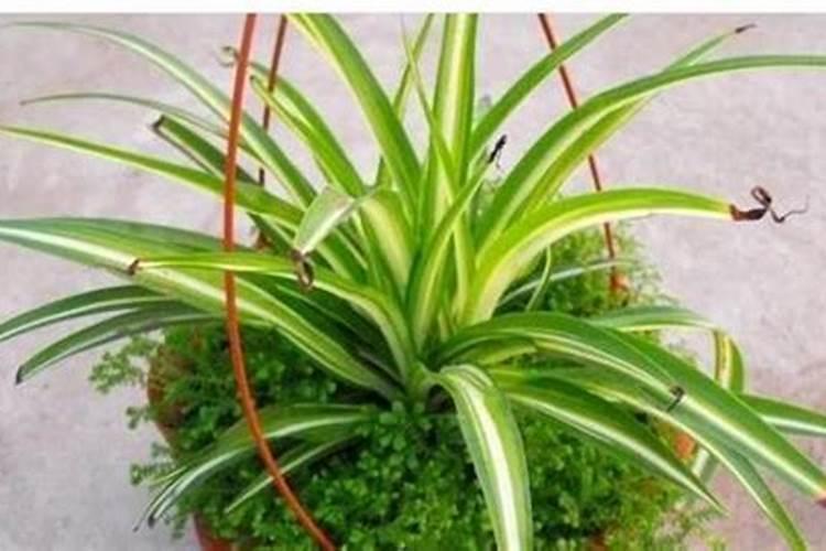 吊兰施多了肥怎办？