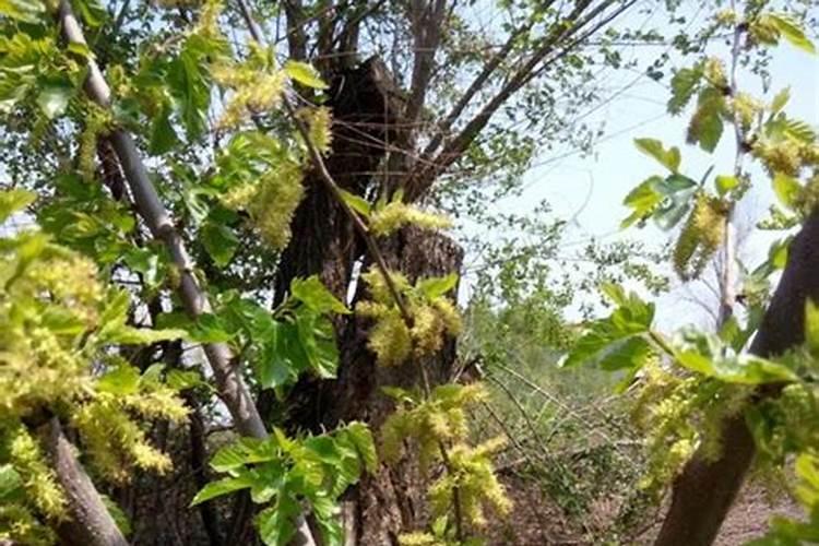 四季果桑种植技术及要点