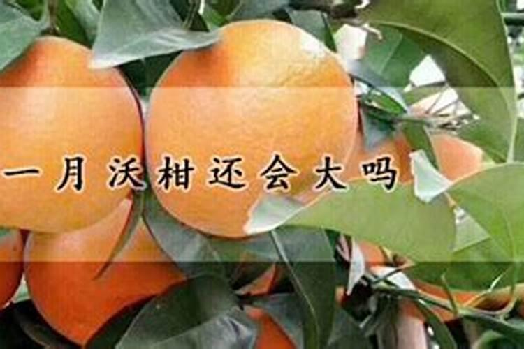 芸苔素内酯开花期能打吗