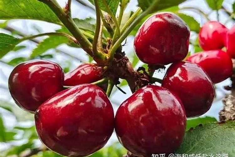 高钾大量元素水溶肥哪个牌子的比较好,