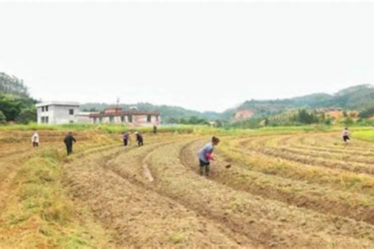 中国名牌肥料免检都是有哪 些