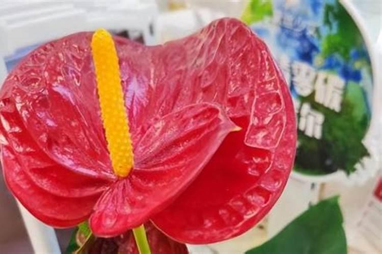 波尔多液能和杀虫剂一起用吗