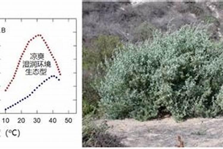 不易感染病虫害的花卉有哪些