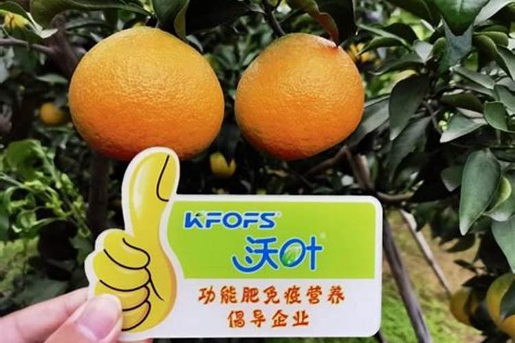 哪种叶面用的钙肥吸收好