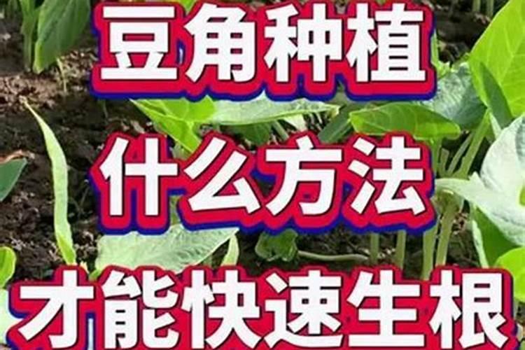 草莓结果期打什么叶面肥长的快？草莓保花保果叶面喷什么好？
