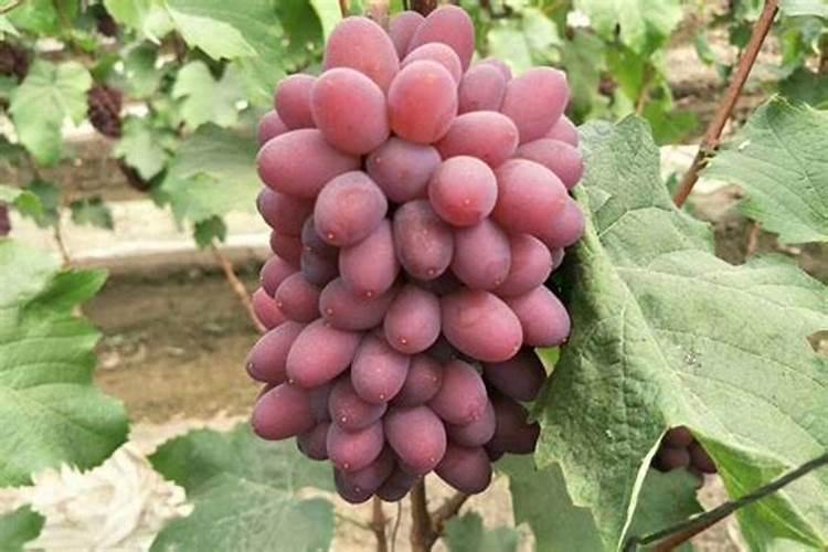 葡萄施什么肥最好