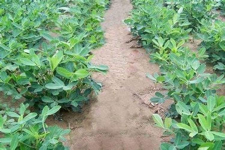 尿素可以浇菜吗