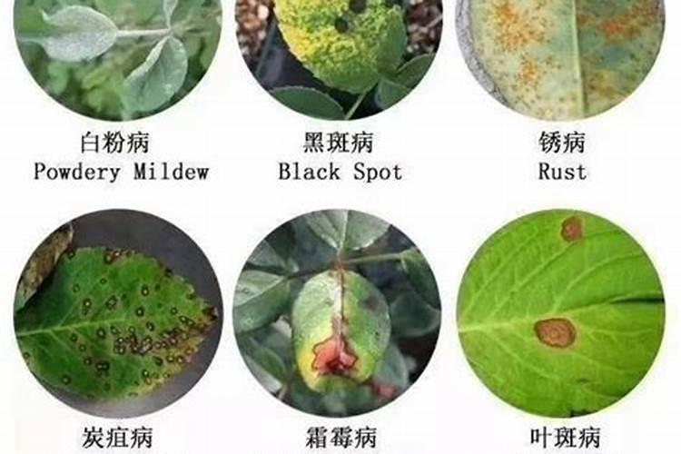 君子兰施复合肥行吗