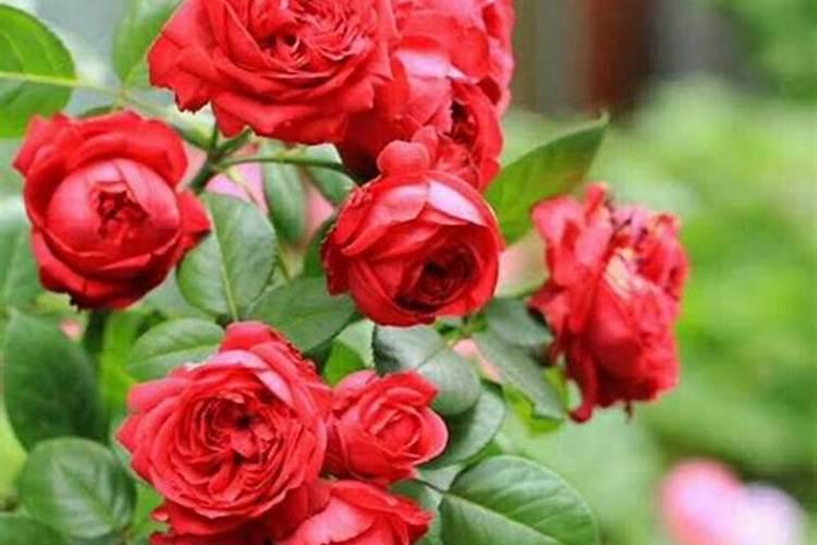 月季花可以用磷酸二氢钾肥吗(盆栽月季施什么肥最好)
