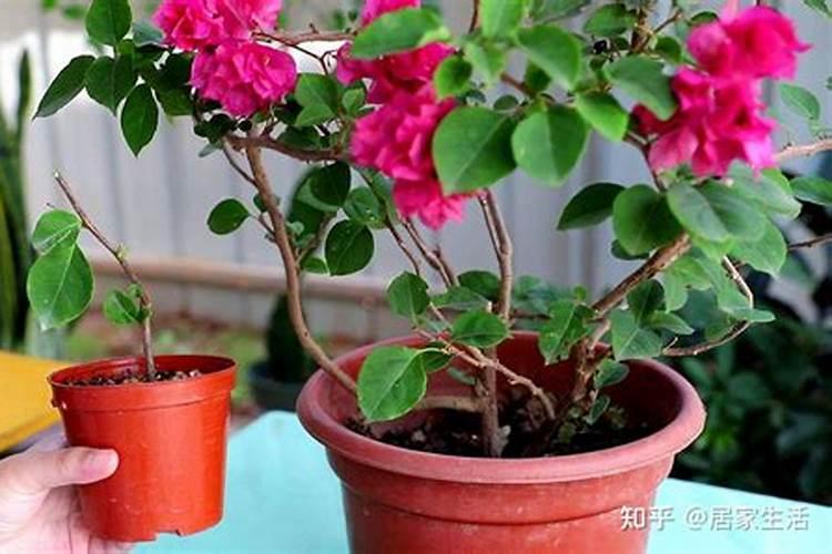 菠菜追肥用什么化肥合适