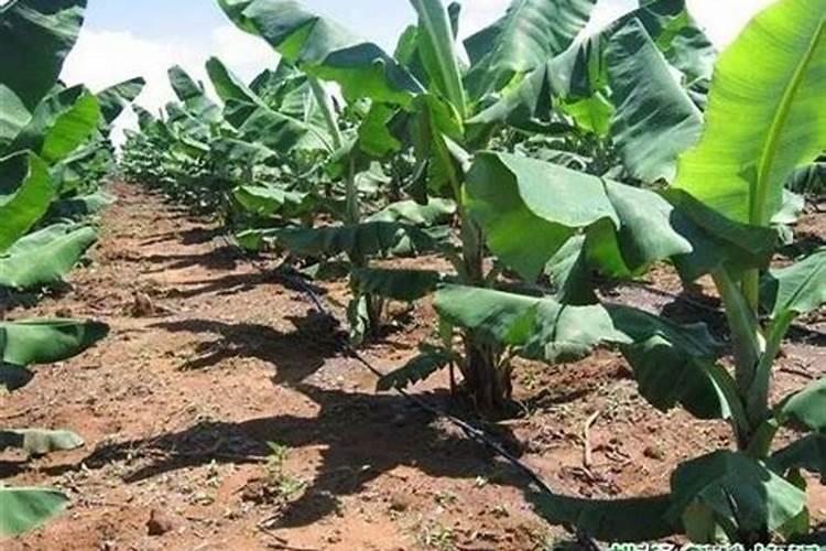 香蕉在什么时候施肥最好