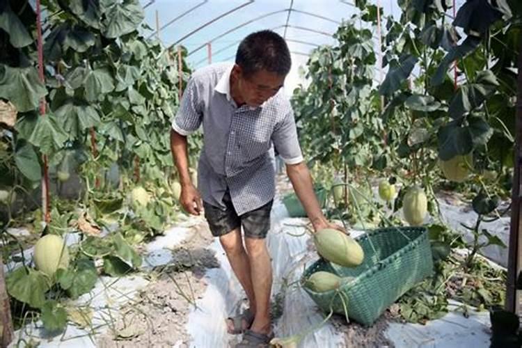 哈密瓜膨果期怎样施肥