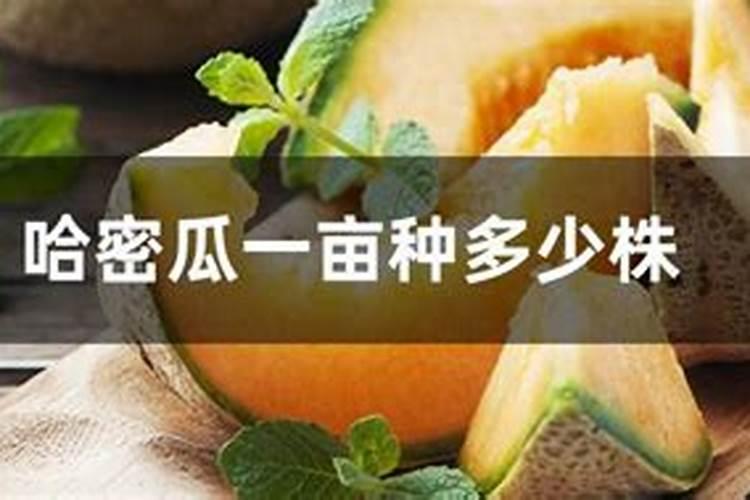 种植哈密瓜为什么用盐对水冲施呢？
