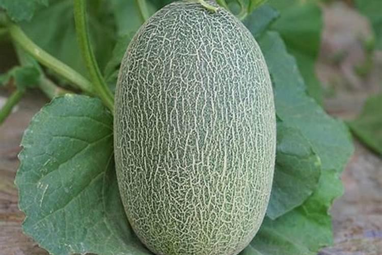 种植哈密瓜为什么用盐对水冲施呢？