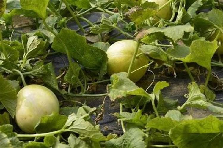 增加瓜的甜度上什么肥最好