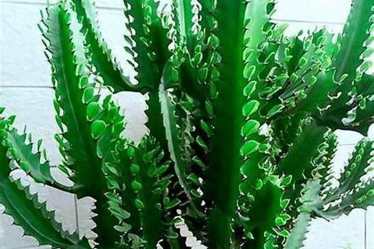 龙骨花怎么施肥