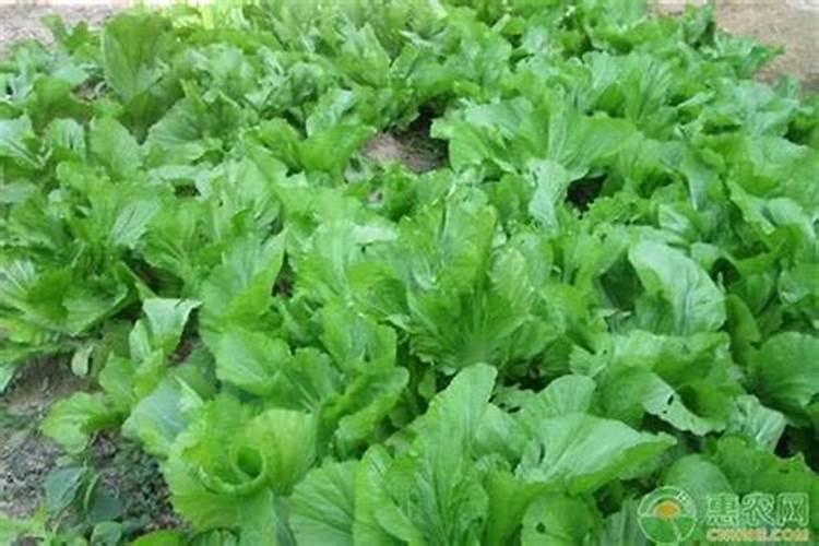 芥菜是如何种植的？怎样才可以提高芥菜的产量？