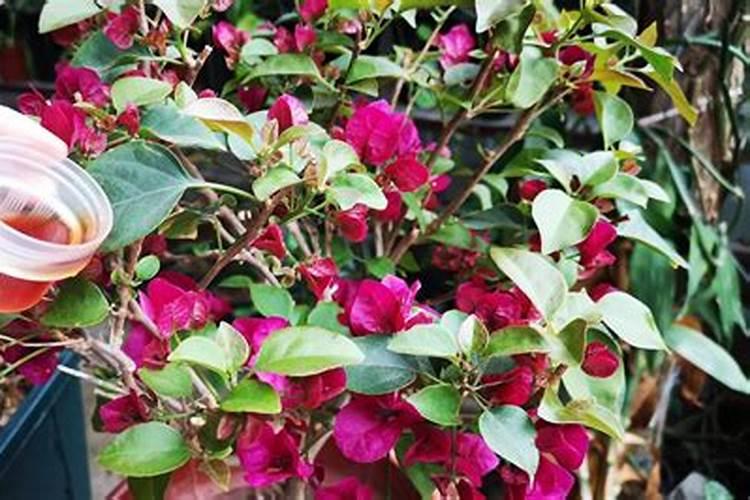 三角梅施肥施什么肥,施肥是直接埋土壤里面吗