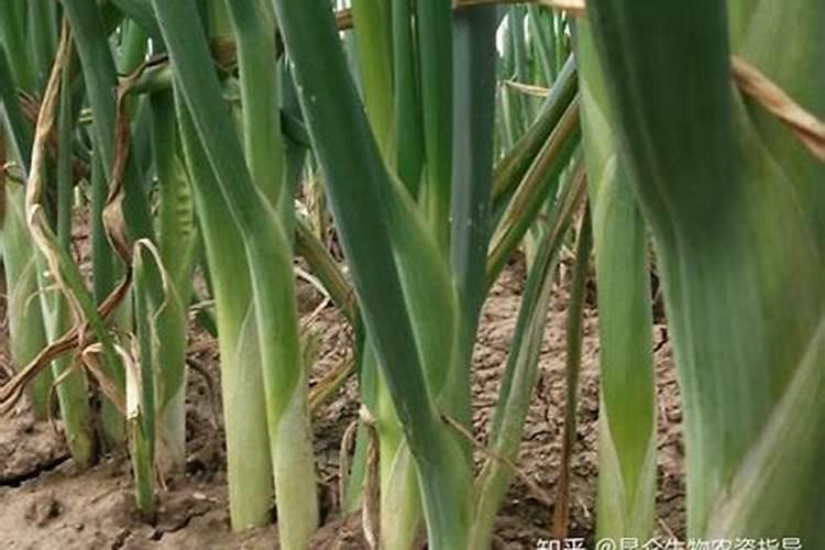 小葱施肥用什么肥料长得好又粗