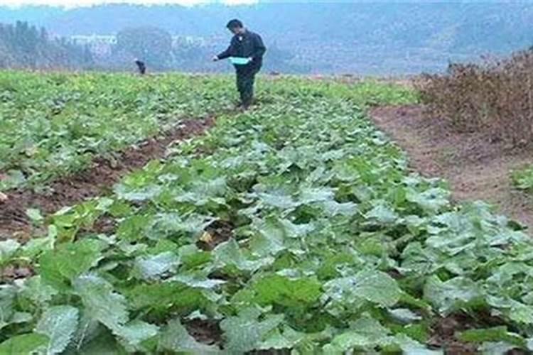 种烤烟用什么肥料好？