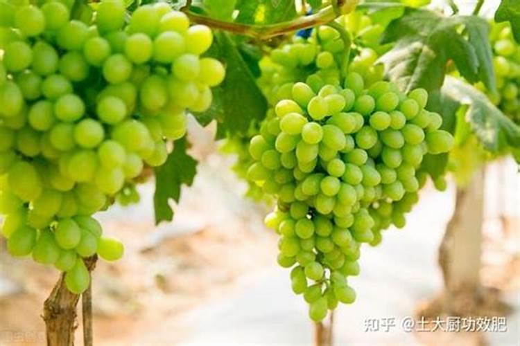 葡萄膨果期用什么肥料好