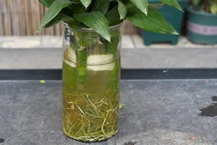 家里用什么可以做花肥