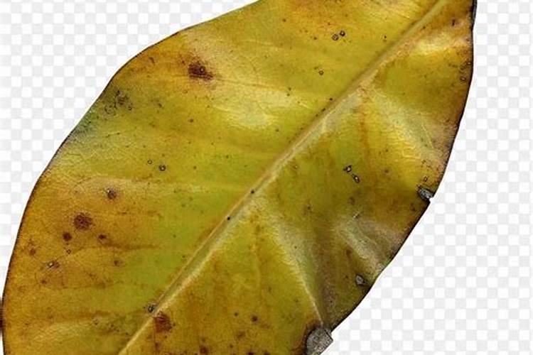 怎么用树叶发酵肥料