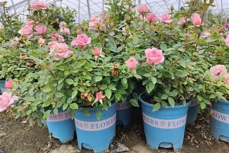 竹子水养可以活多久？